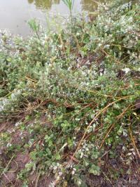 Редкая карликовая финская Ива идеально подходит для откосов