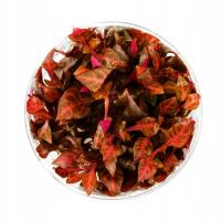 ALTERNANTHERA REINECKII MINI INVITRO MEGA KOLOR NA PIERWSZY I DRUGI PLAN