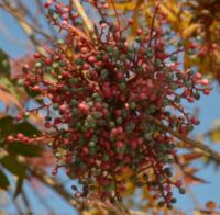 Фисташка китайская Pistacia chinensis-семена 150 штук-10г.