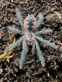 Pamphobeteus sp. Machala l1/2