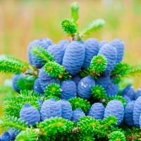 Корейская пихта Koreana для рождественской елки синие сосновые шишки живая рождественская елка 120 см