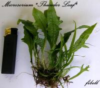 Microsorium sp. Thunder Leaf -rarytas - od fibell
