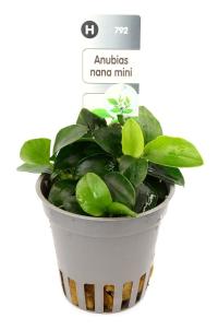 Anubias Nana mini [корзина]