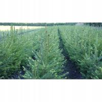 Ель обыкновенная 4 года 40/60 для плантаций елок