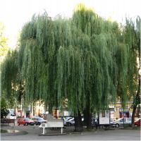GK WIERZBA BIAŁA PŁACZĄCA 50-100 CM. SALIX ALBA SADZONKA