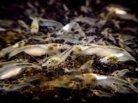 аквариумные креветки белый жемчуг для водорослей пожалуйста, прочитайте описание