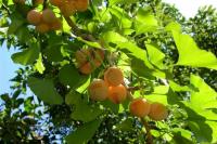 MIŁORZĄB JAPOŃSKI ŻYWA SKAMIELINA-UNIKAT kopany z gruntu