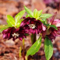 Морозник Helleborus двойной Эллен красный красный зимний цветок для сада 1л