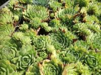 Rojnik, Rojniki Mahogany 1-179