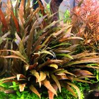 Cryptocoryne undulatus Broad Leaf (in-vitro) puszka 7cm TROPICA 12GROW - RA