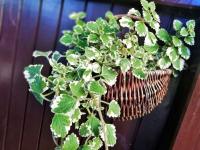 КОМАРИЦА-красивые декоративные листья, крупный саженец