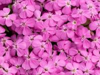 Садовая мыльница Bressingham Pink P9 рассада розовый многолетник