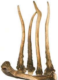 25-35 cm Naturalne ekologiczne poroże róg rogi jelenia np dla psa gryzienie
