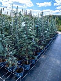 Cedrus libani - Кедр Ливанский GLAUCA