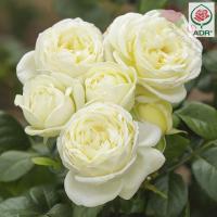'Solo' ADR - Róża wielkokwiatowa BIAŁA BARDZO ODPORNA TANTAU GOŁY KORZEŃ