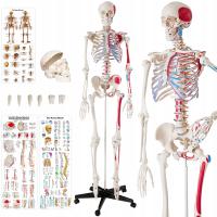 Анатомический скелет с маркировкой мышц и костей