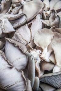 Вешенка вешенки БАЛОТ выращивание в домашних условиях мицелий