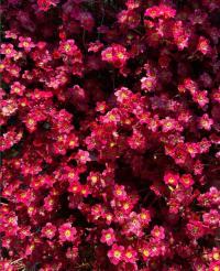 Камнеломка Красная Арендса саженцы 0,5 л в горшке P9