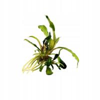 Bucephalandra sp. 'aqua artica' in vitro 1 szt. Sadzonka