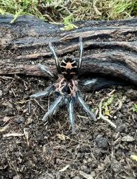 Cyriocosmus leetzi l3