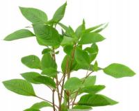 Hygrophila Corymbosa (emersyjna) sadzonka