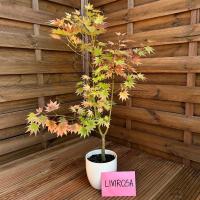 Klon Shirasawy AUREUM Duże Sadzonki 3L WIELOKROTNIE NAGRADZANY Niespotykany