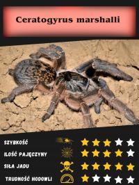 Ceratogyrus marshalli około 2-2,5DC SAMICA