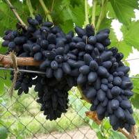 Виноград Кодрянка 2 года рассада виноградная лоза темно-синие вкусные фрукты