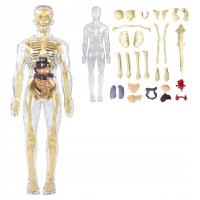 MODEL 3D CZŁOWIEKA EDUKACYJNY ANATOMICZNY CIAŁO ORGANY KOŚCI FLESHTOPIA
