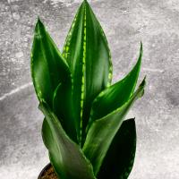 Sansevieria trifasciata GREY STRIPE уникальная великолепная