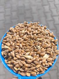 PSZENICA ziarno karma pasza dla kur drobiu alpak 20 kg