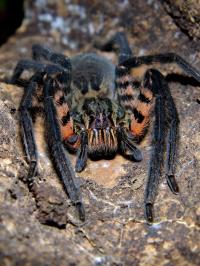 Cupiennius salei (SpidersForge)