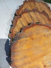 Plaster brzoza krążek 20-25cm 3sztuki grubość 3 cm żywe drewno okazja