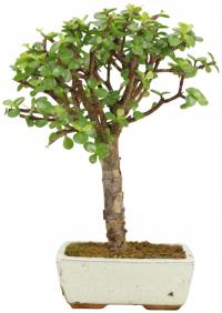 Portulacaria afra Bonsai – sukulentowe drzewko, mało wymagające - ok. 33 cm