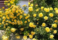 Róża okrywowa żółta 1184