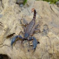 SKORPION CHAERILUS STOCKMANNNORUM I2/3, L2/3 