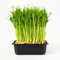 Micro Groszek doniczka Polska zdrowa słodycz