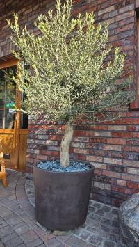 Oliwka Europejska, drzewko oliwne 160-180 cm wysokości / Prezent Ślub