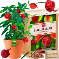 Papryka Carolina Reaper HP22B Red nasiona Zestaw do uprawy XXL Bardzo Ostra