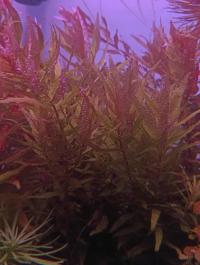 Rotala Macrandra Gold Kochi разведение под водой