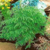 Шиловидная японская-CRYPTOMERIA JAPONICA Рассада в P9