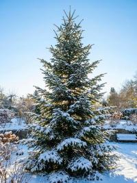 ŻYWA CHOINKA Jodła Kaukaska GĘSTA DUŻA CHOINKA 180-200 CM CIĘTA naturalna