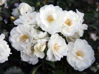 Почвопокровная Роза Schneeflocke ADR обильно цветущая C3