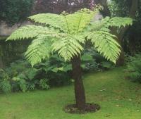 Папоротник древесный для дома и террасы (Cyathea Cooperi) 20 спор