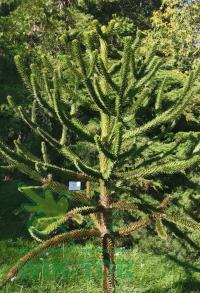 Араукария чилийская обезьяна дерево медленно растущее неслыханное дерево