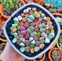 Яркие камни смешанных цветов 50 сортов 20 семян (Lithops SP.)