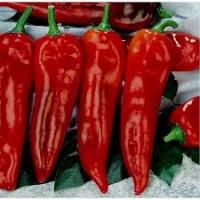 Сладкий рубиновый перец очень ранний, легкий выращивание