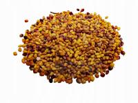 Koniczyna biała nasiona - 1000g 1kg