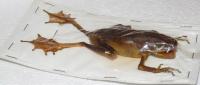 Летающая лягушка Polypedates leucomystax большая !!