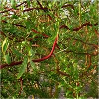 GK Wierzba mandżurska 50-80 cm. MIODODAJNA SZYBKO ROSNĄCA NA SZPALER